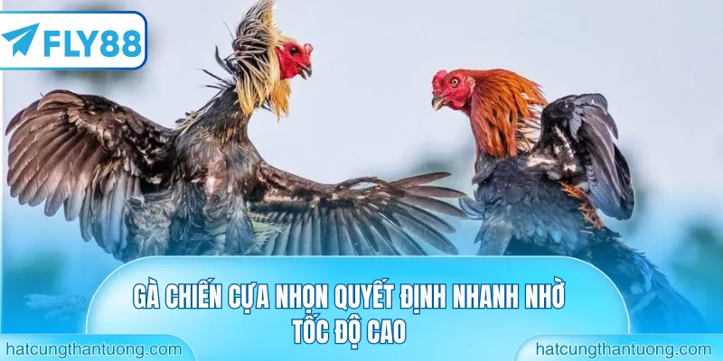 Gà chiến cựa nhọn quyết định nhanh nhờ tốc độ cao