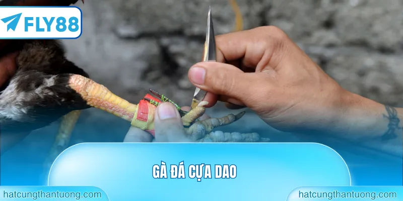 Gà đá cựa dao